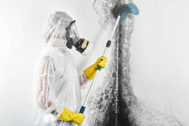 Best Post-Construction Mold Inspection  in Mendota, IL