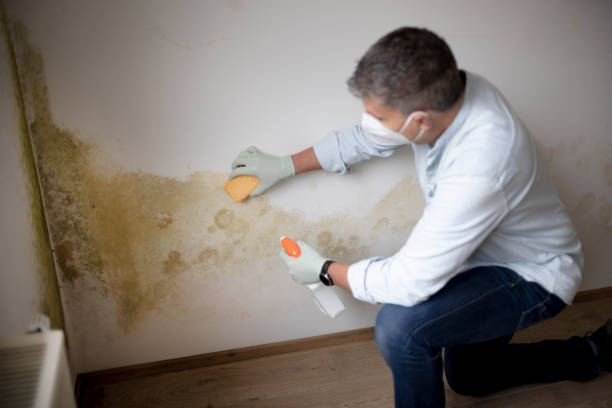 Best Residential Mold Inspection & Testing  in Mendota, IL