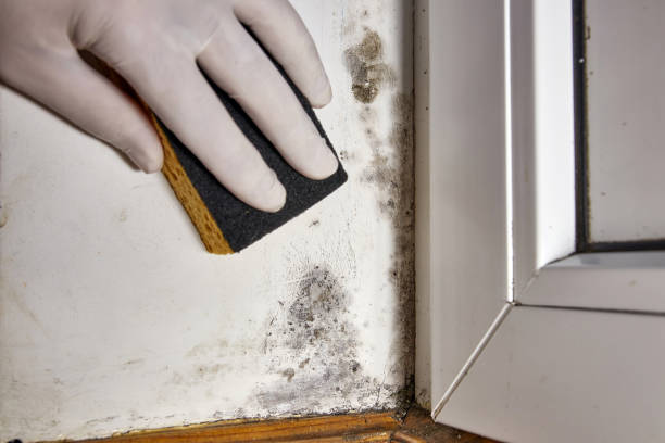 Best Environmental Consulting for Mold Prevention  in Mendota, IL